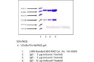 Gel Scan of Immunoglobulin D (IgD), Human Plasma  This information is representative of the product ART prepares, but is not lot specific. (IgD 蛋白)