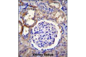 Immunohistochemistry (IHC) image for anti-Family with Sequence Similarity 96, Member A (FAM96A) (AA 109-138), (C-Term) antibody (ABIN5530641)