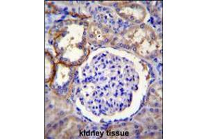 FA96A Antibody immunohistochemistry analysis in formalin fixed and paraffin embedded human kidney tissue followed by peroxidase conjugation of the secondary antibody and DAB staining. (FAM96A 抗体  (C-Term))