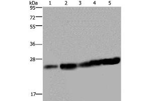 Western Blot analysis of Hela and Jurkat cell, Mouse liver tissue, K562 and A375 cell using MOB1A Polyclonal Antibody at dilution of 1:200 (MOB1A 抗体)