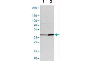 Western blot analysis of cell lysates with CALHM2 polyclonal antibody . (CALHM2 抗体)