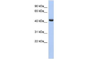 WB Suggested Anti-EXOC4 Antibody Titration: 0. (Sec8 抗体  (N-Term))