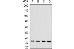 Western blot analysis of Brn-5 expression in HepG2 (A), Raji (B), mouse liver (C), rat kidney (D) whole cell lysates. (POU6F1 抗体)