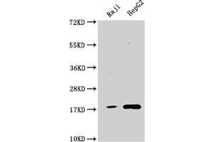 Western Blot Positive WB detected in: Raji whole cell lysate, HepG2 whole cell lysate All lanes: Cyclophilin A antibody at 1:1500 Secondary Goat polyclonal to rabbit IgG at 1/50000 dilution Predicted band size: 19, 12 kDa Observed band size: 19 kDa (Recombinant PPIA 抗体)