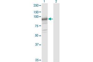 Western Blot analysis of SLC39A10 expression in transfected 293T cell line by SLC39A10 monoclonal antibody (M03), clone 1F6.