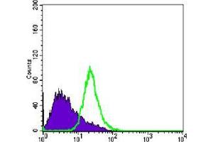 Flow cytometric analysis of PC-3 cells using anti-NKX3A mAb (green) and negative control (purple). (NKX3-1 抗体)