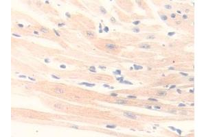 Immunohistochemistry (IHC) image for anti-Monoamine Oxidase B (MAOB) (AA 206-505) antibody (ABIN7443767)