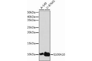 Western blot analysis of extracts of various cell lines, using S100 Rabbit mAb (ABIN7270122) at 1:1000 dilution. (S100A10 抗体)