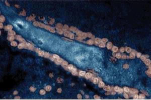 Immunohistochemical staining on a rabbit brain tissue section with the Mouse Anti-Yes antibody. (YES1 抗体  (AA 10-193))