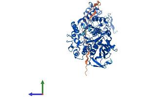 Protein Structure (PS) image for Solute Carrier Family 3 Member 1 (SLC3A1) (AA 1-685) protein (His tag) (ABIN7560062)