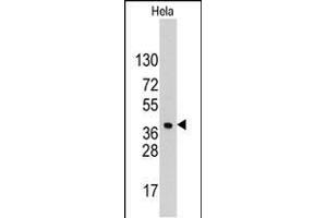 Western blot analysis of anti-HDGF Pab (ABIN390356 and ABIN2840767) in Hela cell line lysates (35 μg/lane). (HDGF 抗体  (C-Term))