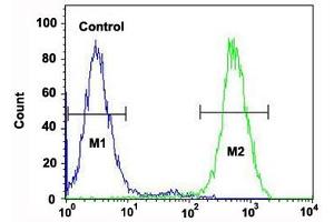 Flow cytometric analysis of Jurkat cells (right histogram) and a negative control cell (left histogram) reacted with RPS6KB2 monoclonal antibody  at 1:10-1:50 dilution. (RPS6KB2 抗体)