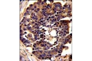 Formalin-fixed and paraffin-embedded mouse testis tissue reacted with PDRG Antibody (N-term), which was peroxidase-conjugated to the secondary antibody, followed by DAB staining. (PDRG1 抗体  (N-Term))