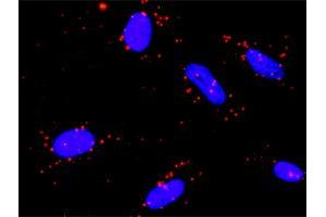Proximity Ligation Assay (PLA) image for anti-Ribosomal Protein S6 Kinase, 90kDa, Polypeptide 5 (RPS6KA5) (AA 271-370) antibody (ABIN522729)