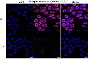 anti-Glycogen Synthase 1 (Muscle) (GYS1) (pSer641) antibody