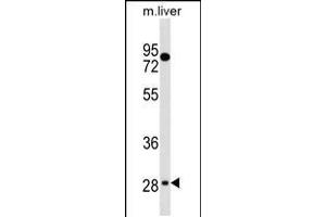 Western blot analysis in mouse liver tissue lysates (35ug/lane). (TEF 抗体  (C-Term))