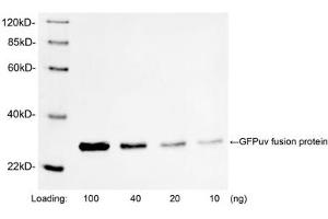 Western blot analysis of GFPuv fusion protein using 1 µg/mL Rabbit Anti-GFP Polyclonal Antibody (ABIN398857) The signal was developed with IRDyeTM 800 Conjugated Goat Anti-Rabbit IgG. (GFP 抗体)