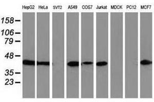 Image no. 3 for anti-ADP-Ribosylation Factor GTPase Activating Protein 1 (ARFGAP1) antibody (ABIN1496683) (ARFGAP1 抗体)
