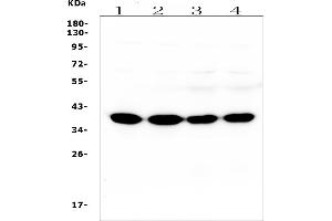 Western blot analysis of SYP using anti-SYP antibody (ABIN7603135).