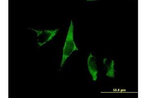 Immunofluorescence (IF) image for anti-C1q and Tumor Necrosis Factor Related Protein 9 (C1QTNF9) (AA 1-333) antibody (ABIN531625)