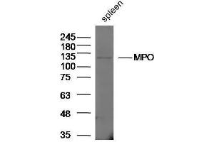 Rat spleen lysates probed with Rabbit Anti-MPO Polyclonal Antibody, Unconjugated  at 1:5000 for 90 min at 37˚C. (Myeloperoxidase 抗体  (AA 678-745))