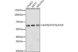 Western blot analysis of extracts of various cell lines, using K/MYST1/MOF Rabbit mAb (ABIN7268063) at 1:1000 dilution. (MYST1 抗体)