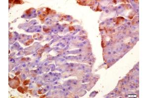 Formalin-fixed and paraffin embedded mouse pancreas labeled with Anti-SGK1 Polyclonal Antibody, Unconjugated (ABIN1385850) at 1:200 followed by conjugation to the secondary antibody and DAB staining (SGK1 抗体)