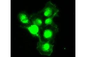 Anti-SILV mouse monoclonal antibody (ABIN2452257) immunofluorescent staining of COS7 cells transiently transfected by pCMV6-ENTRY SILV (RC200663). (Melanoma gp100 抗体)