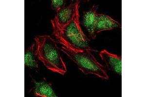 Immunofluorescence analysis of HeLa cells using NEDD8 monoclonal antibody, clone 5B8  (green). (NEDD8 抗体)