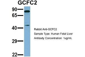 Host: Rabbit   Target Name: GCFC2   Sample Tissue: Human Fetal Liver  Antibody Dilution: 1. (GCFC2 抗体  (N-Term))