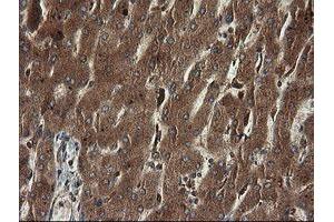 Image no. 6 for anti-TAP Binding Protein-Like (TAPBPL) antibody (ABIN1501300)