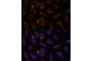 Immunofluorescence analysis of U-2 OS cells using TSFM Polyclonal Antibody (ABIN7271022) at dilution of 1:100 (40x lens). (TSFM 抗体  (AA 245-346))