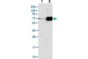 Western blot analysis of Lane 1: Negative control (vector only transfected HEK293T lysate), Lane 2: Over-expression Lysate (Co-expressed with a C-terminal myc-DDK tag (~3. (FAM198B 抗体)
