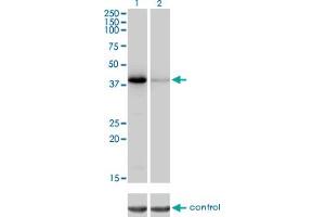 Western blot analysis of NEIL2 over-expressed 293 cell line, cotransfected with NEIL2 Validated Chimera RNAi (Lane 2) or non-transfected control (Lane 1).