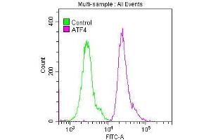 Overlay histogram showing Hela cells stained with ABIN7127347 (red line) at 1:50. (Recombinant ATF4 抗体)