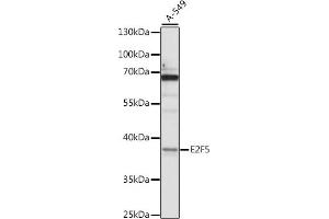 Western blot analysis of extracts of A-549 cells, using E2F5 antibody (ABIN7266878) at 1:1000 dilution. (E2F5 抗体  (AA 197-346))