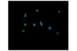 IF analysis of Peroxiredoxin 5 using anti-Peroxiredoxin 5 antibody (ABIN3043906). (Peroxiredoxin 5 抗体  (AA 66-198))
