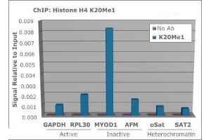 Chromatin Immunoprecipitation (ChIP) image for anti-Histone H4 (meLys20) antibody (ABIN5706797)
