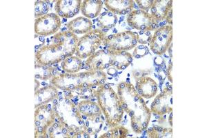 Immunohistochemistry of paraffin-embedded rat kidney using TMED10 Antibody (ABIN5974099) at dilution of 1/100 (40x lens). (TMED10 抗体)
