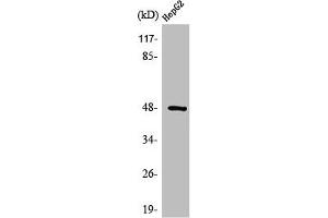 Western Blot analysis of HepG2 cells using Strad Polyclonal Antibody (STRADA 抗体  (N-Term))