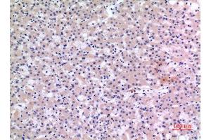 Immunohistochemistry (IHC) analysis of paraffin-embedded Human Liver, antibody was diluted at 1:100. (CMTM6 抗体  (C-Term))