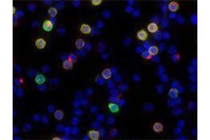 Immunofluorescence (IF) image for anti-Granzyme A (Granzyme 1, Cytotoxic T-Lymphocyte-Associated serine Esterase 3) (GZMA) antibody (Alexa Fluor 594) (ABIN2656845) (GZMA 抗体  (Alexa Fluor 594))
