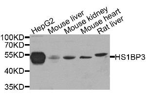 Western Blotting (WB) image for anti-HCLS1 Binding Protein 3 (HS1BP3) (AA 1-200) antibody (ABIN6141991)