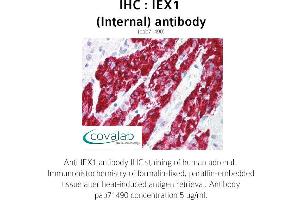 Image no. 1 for anti-Immediate Early Response 3 (IER3) (Internal Region) antibody (ABIN1735769) (IER3 抗体  (Internal Region))