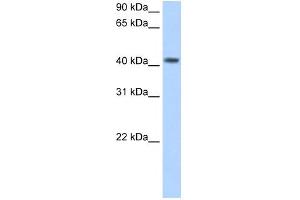 WB Suggested Anti-PSG5 Antibody Titration:  2. (PSG5 抗体  (N-Term))