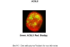 Researcher: Received from anonymous Application: IHC Species+tissue/cell type:THP-1 derived macrophage activated with iMtb Primary antibody dilution: 1:200 Secondary antibody: Goat anti-rabbit Alexa Fluor 647 Secondary antibody dilution:1:333 (Acsl3 抗体  (N-Term))