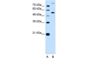 PPAT antibody - N-terminal region  validated by WB using HepG2 Cell Lysate at 0. (PPAT 抗体  (N-Term))