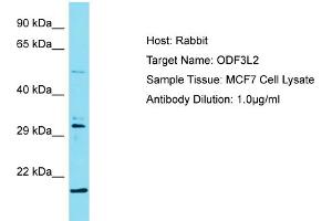 Host: Rabbit Target Name: ODF3L2 Sample Type: MCF7 Whole Cell lysates Antibody Dilution: 1. (ODF3L2 抗体  (C-Term))