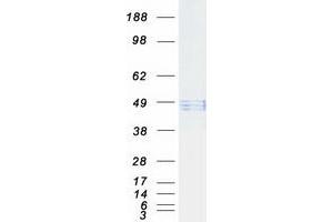 Validation with Western Blot