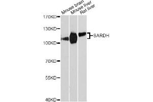 Western blot analysis of extracts of various cell lines, using SARDH Antibody. (SARDH 抗体)